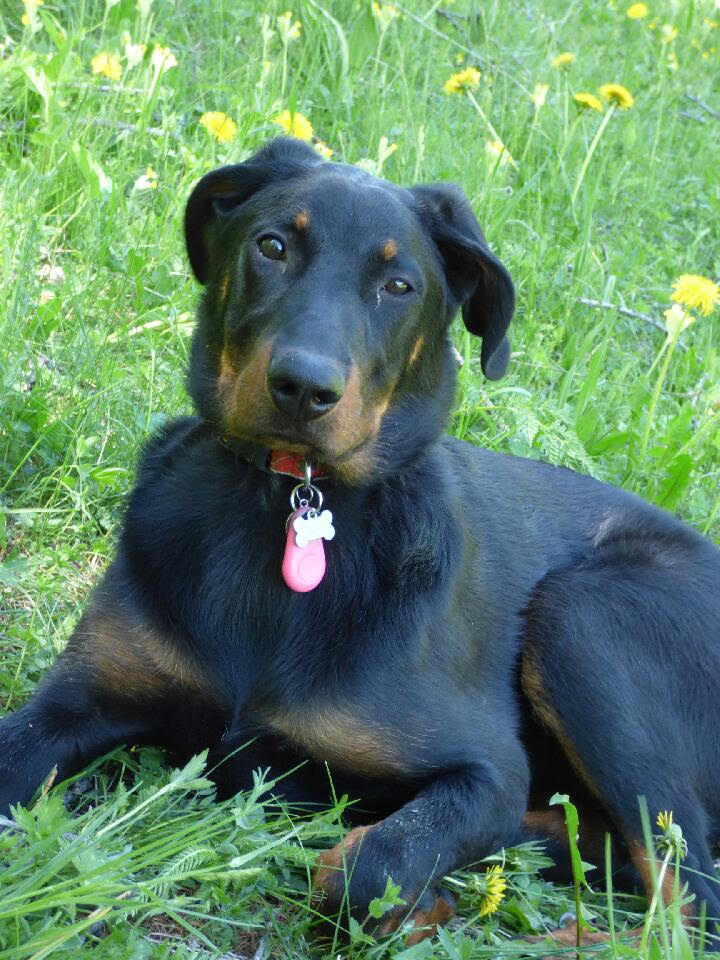  domainedelalicorne.fr photo chien beauceron photo chiot beauceron Elevage de beauceron chiot beauceron pure race élevage du clos de la licorne elevage des gardiens de la licorne elevage beauceron noir et feu authentique gros gabarits élevage de Beauceron familial sérieux et qualité domainedelalicorne.fr suivi des chiots conseil d’éducation chiot propre bas rouge santé caractère spécialiste du beauceron noir et feu ou arlequin chien rustique berger de France  nos chiots sont élevés avec amour et attention notre passion au service de la qualité Beauceron de qualité et sportif domaine de la licorne 04380 BARRAS élevage en liberté éleveur berger de beauce élevage de beauceron de travail 06 11 20 51 93 site domainedelalicorne.fr mail domainedelalicorne@gmail.com